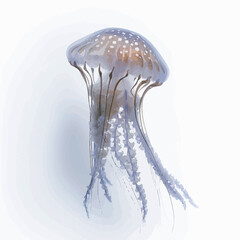 Jellyfish on a white background. Vector illustration. 