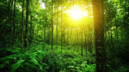 Obraz premium Lush green forest with sunlight filtering through trees, creating a serene atmosphere.