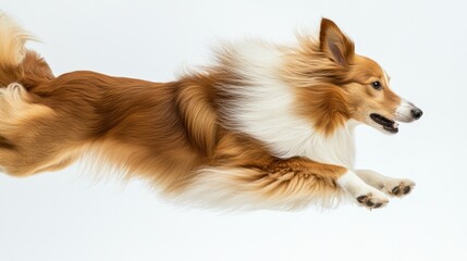 A dog in mid-air, showcasing agility and playfulness against a white background.