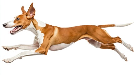 A dog joyfully leaping in mid-air, showcasing agility and playfulness.