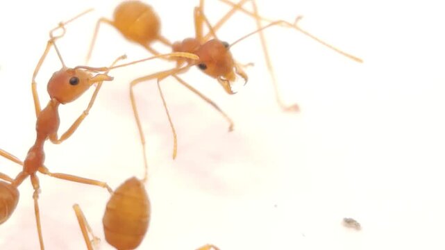 Red ants Isolated On White