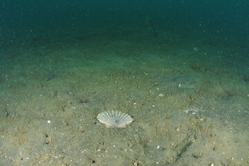 Flat valve of New Zealand scallop Pecten novaezelandiae on flat muddy sea bottom. Location: Mahurangi Harbour New Zealand