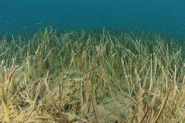 Detail of field of New Zealand seagrass Zostera muelleri. A closer look would reveal skeleton shrimps on its leaves. Location: Mahurangi Harbour New Zealand