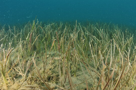 Detail of field of New Zealand seagrass Zostera muelleri. A closer look would reveal skeleton shrimps on its leaves. Location: Mahurangi Harbour New Zealand