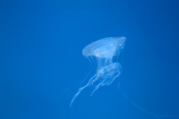 Small jellyfish or medusa of  bright blue color.