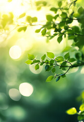 Landscape with green grass with blooming dandelions against the background of trees in the garden. Vibrant tulips with dew drops against a soft focus background with warm bokeh lights