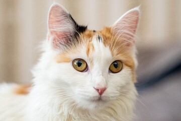 Portrait of a Calico Light Ginger Cat