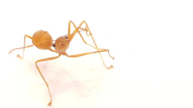Red ants Isolated On White