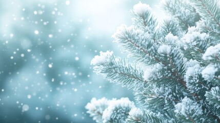 Frosty Pine Branch Against a Snowy Blurred Background