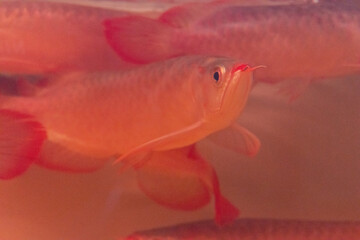 Lots of Arowana Super Red in Aquarium