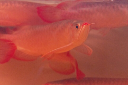 Lots of Arowana Super Red in Aquarium