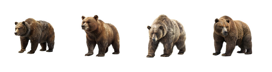 Obraz premium grizzly bear collection on transparent background