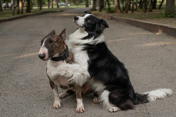 Black and white border collie hugging a brindle bull terrier on a walk. 