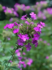 Pretty purple flower