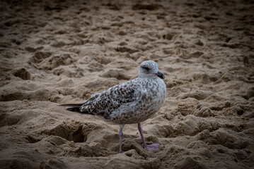 Seagull on the sand in a beach of the North sea. 