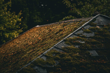  Moss on the roof in yellows colours.