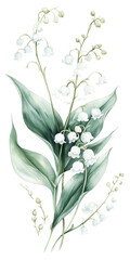 Obraz premium Lily flowers watercolor isolated transparent, Generative AI