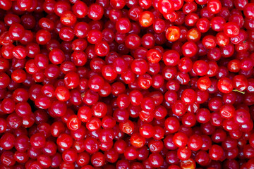 A lot of viburnum berries. Harvest of red ripe berries. Natural berries close-up.