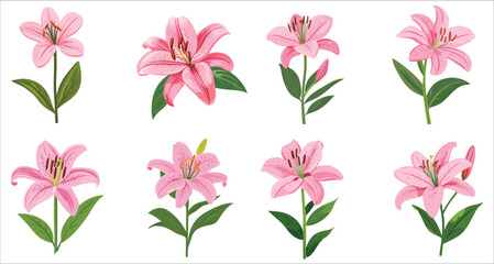 Fototapeta premium Set of pink lily flower bouquet. Beautiful pink lily flower illustration for invitation. Colorful pink lily flower vector set. Pink lily flower vector for elegant designs. Realistic pink lily flowers