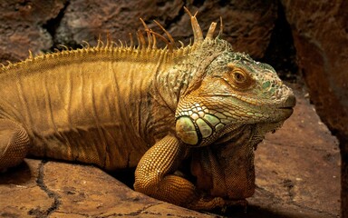Green Iguana (Iguana iguana)