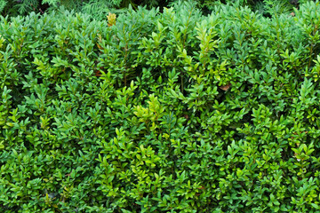 A beautiful hedge of Boxwood. Buxus plant pattern. Seamless texture of green natural background.