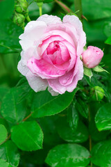 Blooming ornamental park rose (Dieter Müller) in a country summer garden.