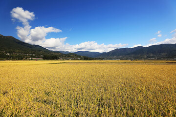 Autumnal rice paddy fields at Pyeongsa-ri near Hadong-gun, Korea. This place is near Seomjin River and became the stage of the Korean famous novel The Earth.