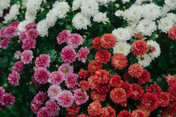 Naklejka premium Vibrant display of blooming chrysanthemums in a garden during late spring season