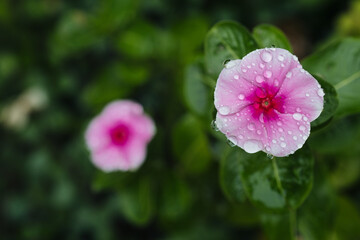 Pink flowers with droplets bloom in a lush garden after a refreshing rain shower