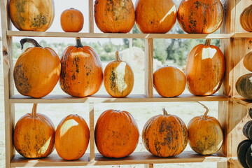 Bright orange pumpkins displayed on rustic wooden shelves in an autumn harvest setting