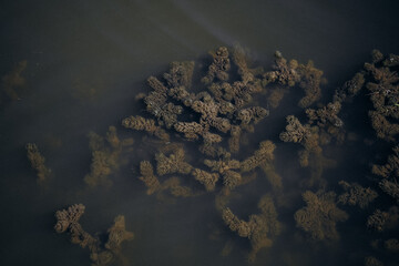Coral formations beneath clear water in a coastal marine environment during daylight hours