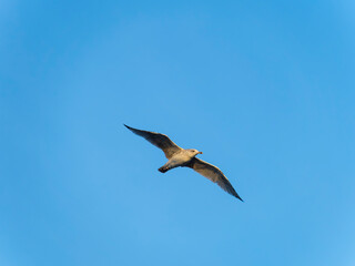 European herring gull in a flight