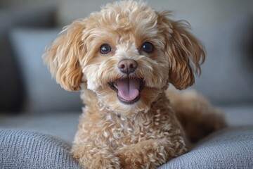 Cute Poodle Dog.