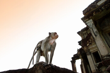 Angkor Wat, Siem Reap, Cambodia - September 12, 2013: A monkey with its young on its back at the ruins.