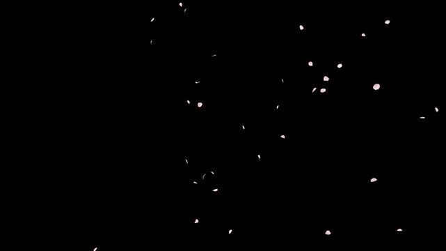 Cherry Blossom Petals Falling Loop on Alpha Channel. Cherry blossom petal falling with alpha channel you can place on footage or background and easier to change colour on seamless loop.
