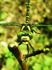 Cordulegaster is a genus of dragonfly in the family Cordulegastridae.