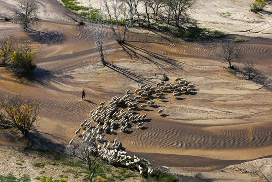 Bashang Prairie, Inner Mongolia, China - September 25, 2016: Man guiding sheeps on the stream