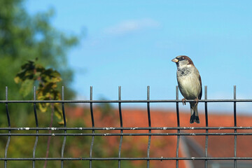 Closeup on a male Common European Sparrow Perched on Metal Fence
