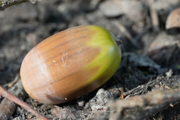 Close-up of a fallen greenish Acorn on the Ground