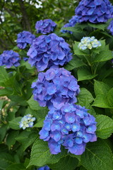 紫陽花の花