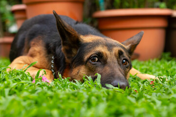 Male Belgian Malinois Resting on the Grass