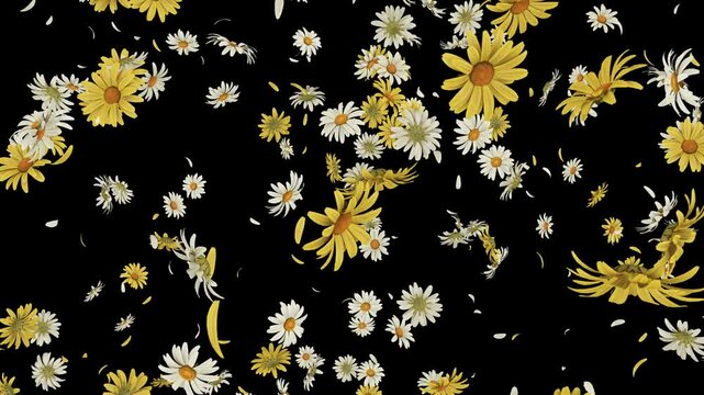 Daisy Flower Blast on Pastel Background. Blast of daisy and petals flower on pastel background
