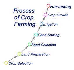 Process of Crop Farming: From Crop Selection to Harvesting