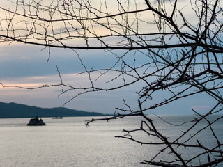 Bare Tree Branches Silhouetted Against the Sky