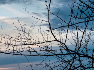 Bare Tree Branches Silhouetted Against the Sky