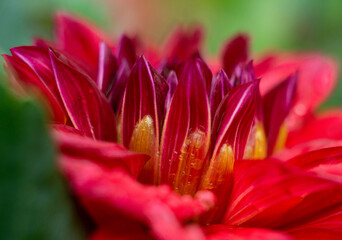 close up of a flower