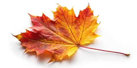 Fototapeta premium Autumn maple leaf silhouette on white background