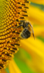 bee on sunflower
