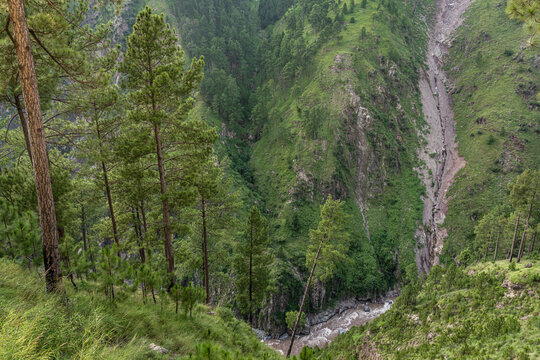 Landscape view of pine trees forest in Kunhar river gorge in scenic Kaghan valley, Balakot, Mansehra, Khyber Pakhtunkhwa, Pakistan