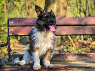 german shepherd dog